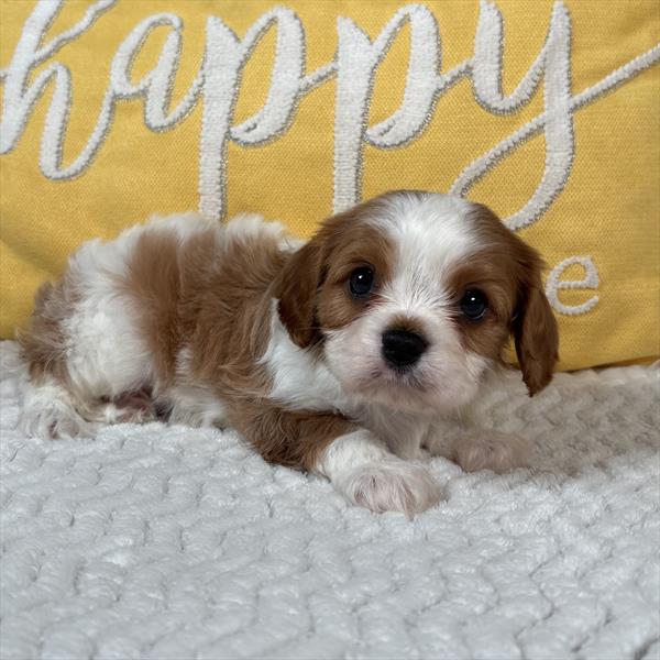 [#252958-01] Blenheim M Cavalier King Charles Spaniel Puppies For Sale