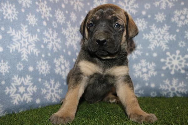 [#25388-04] Fawn M Mastiff Puppies For Sale