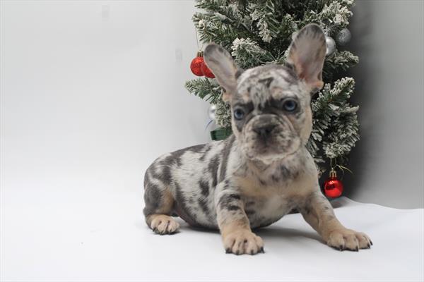 [#252809-01] Blue Merle M French Bulldog Puppies For Sale