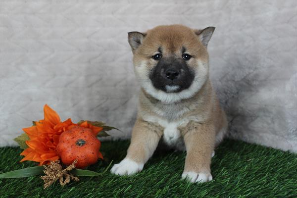 [#252469-02] Red M Shiba Inu Puppies For Sale