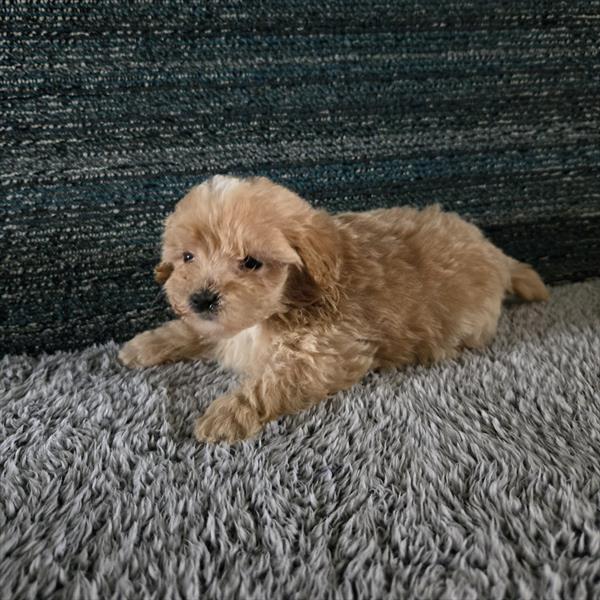 [#253133-01] Cream M Maltipoo Puppies For Sale