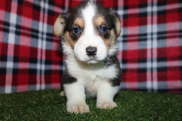 [#252314-02] Black Tan / White M Pembroke Welsh Corgi Puppies For Sale
