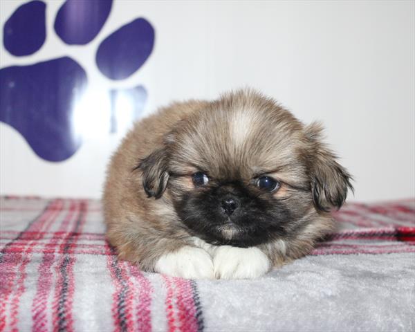 [#252914-01] Fawn M Pekingese Puppies For Sale