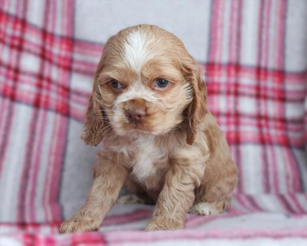 [#252825-02] Buff M Cocker Spaniel Puppies For Sale