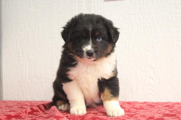 [#252858-01] Tri-Colored M Australian Shepherd Puppies For Sale