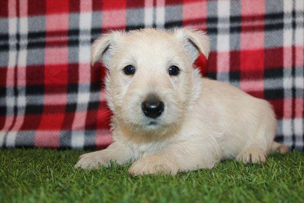 [#252376-01] White M Scottish Terrier Puppies For Sale