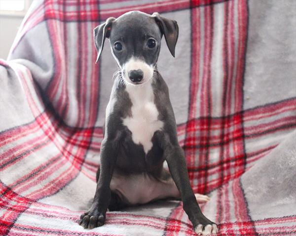 [#252842-04] Black / White F Italian Greyhound Puppies For Sale
