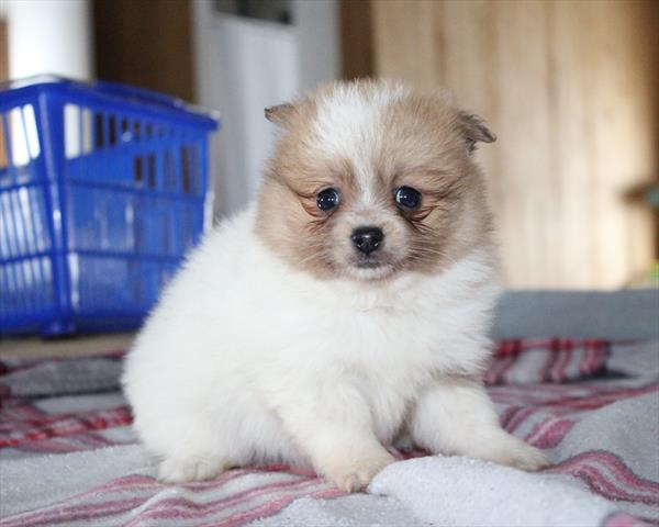 [#253072-03] White / Brown F Pomeranian Puppies For Sale