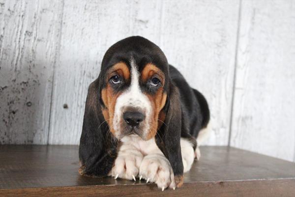 [#252863-07] Tri-Colored F Basset Hound Puppies For Sale
