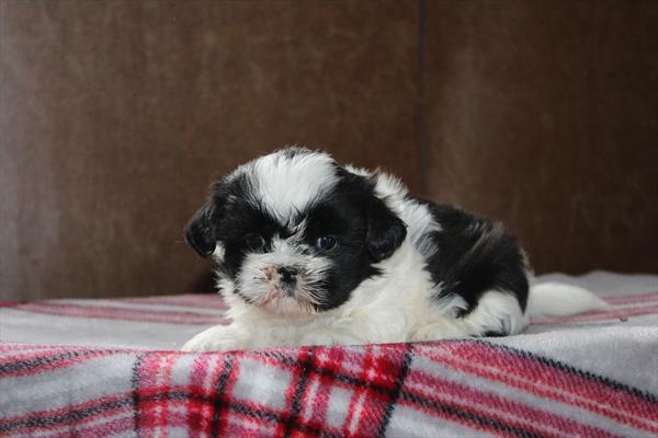 [#252867-03] Black / White F Shih Tzu Puppies For Sale