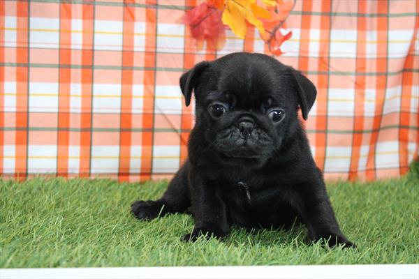 [#252811-02] Black M Pug Puppies For Sale