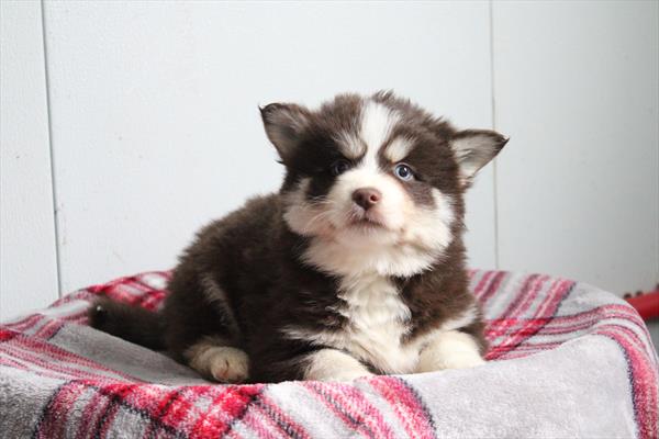 [#253206-01] Red / White M Pomsky Puppies For Sale