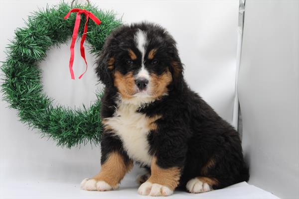 [#252832-01] Tri-Colored M Bernese Mountain Dog Puppies For Sale