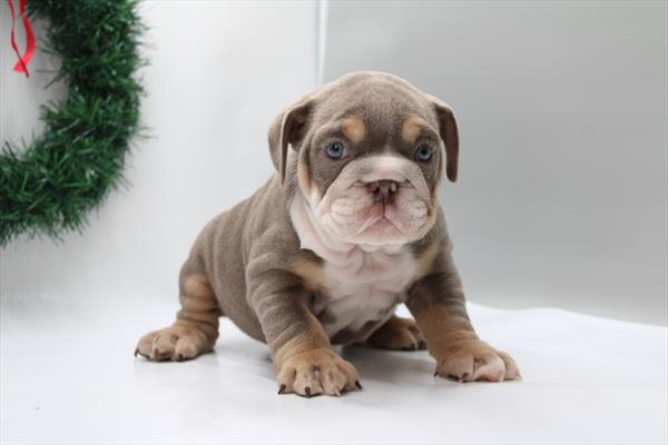 [#252931-02] Lilac F English Bulldog  Puppies For Sale