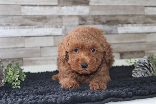 [#253137-01] Red M Poodle Mini Puppies For Sale