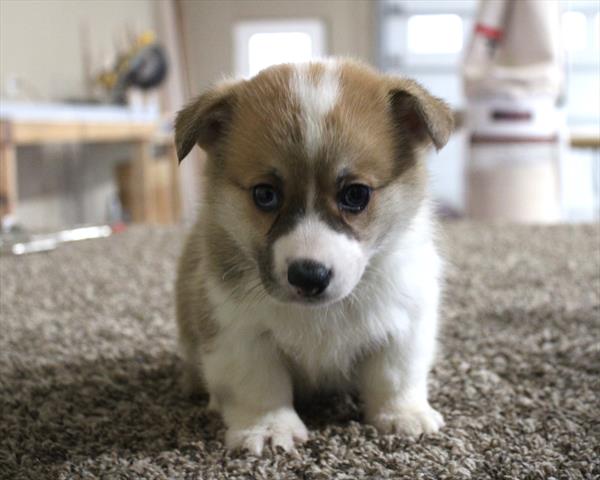 [#252977-02] Red / White M Pembroke Welsh Corgi Puppies For Sale