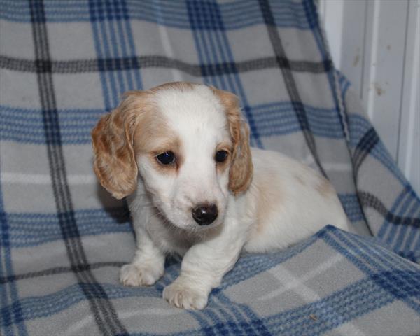 [#253231-03] White / Cream M Dachshund Puppies For Sale