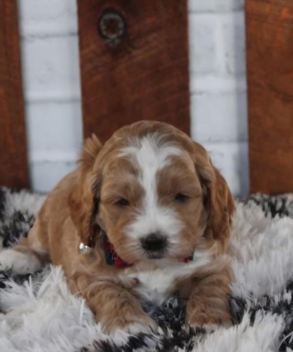 [#252569-01] Buff M Cock A Poo Puppies For Sale