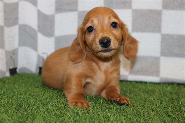 [#252553-05] Red F Dachshund Puppies For Sale