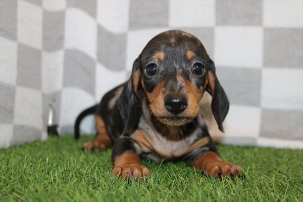 [#252553-03] Blue Dapple M Dachshund Puppies For Sale