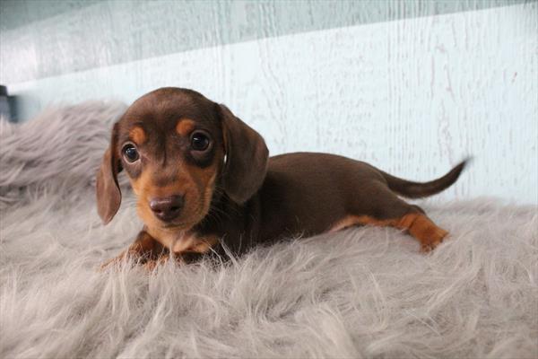 [#252895-03] Chocolate / Tan M Dachshund Puppies For Sale