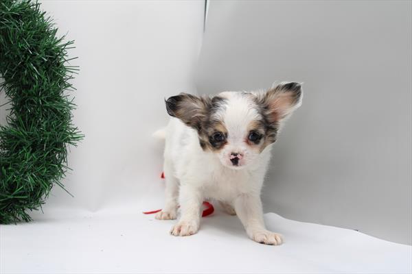 [#252900-01] White / Gray M Chihuahua Puppies For Sale