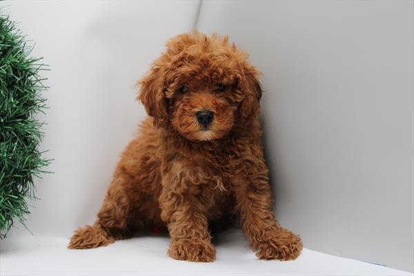 [#253005-06] Red F Poodle/Goldendoodle 2nd Gen Puppies For Sale