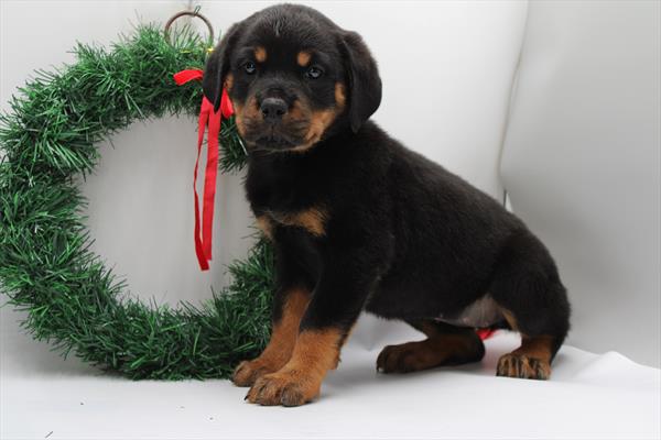 [#253126-06] Black / Tan F Rottweiler Puppies For Sale