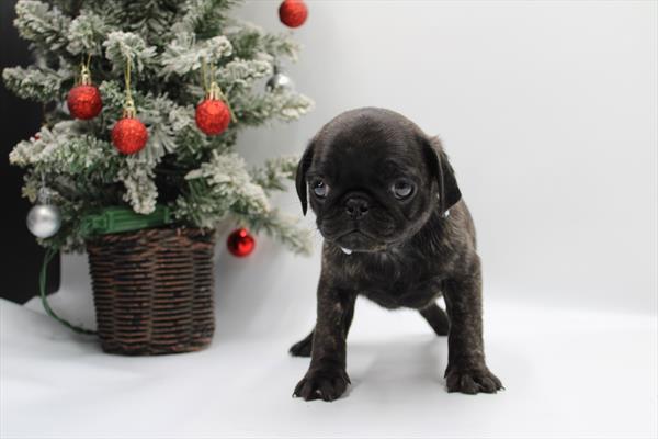 [#253128-02] Brindle M Pug Puppies For Sale