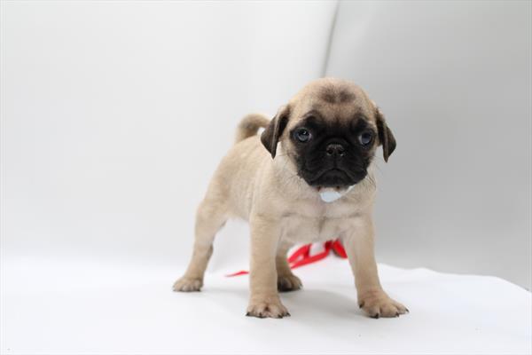 [#253128-03] Fawn M Pug Puppies For Sale