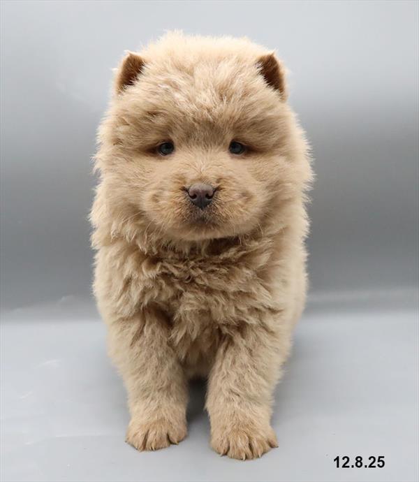 [#251037-03] Cream M Chow Chow Puppies For Sale