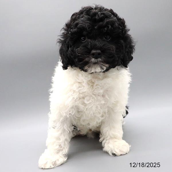 [#251038-01] Black / White M Poodle/Cock A Poo Puppies For Sale