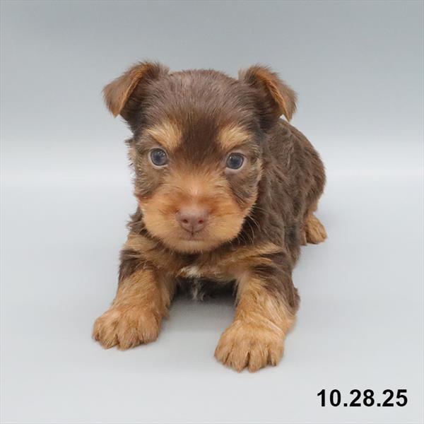 [#25853-02] Chocolate M Yorkshire Terrier Puppies For Sale