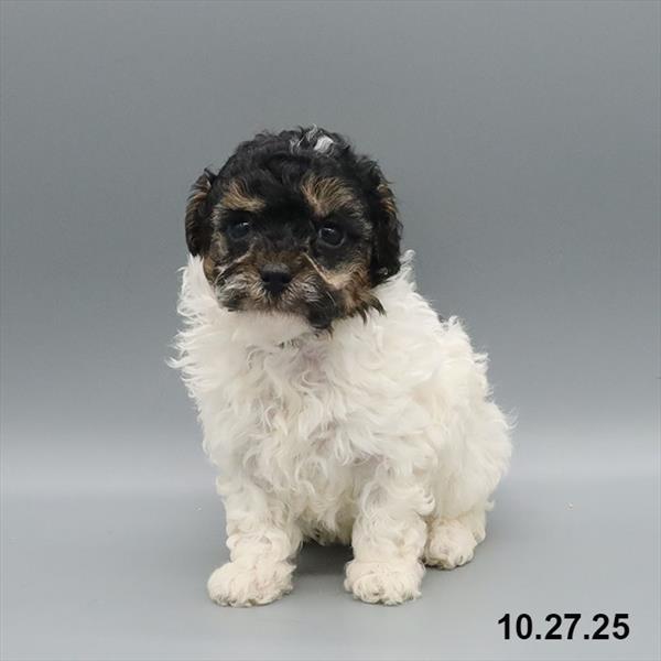 [#25873-05] Black / White F Poodle Puppies For Sale