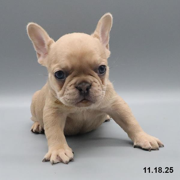 [#25877-04] Blue Fawn / White F French Bulldog Puppies For Sale