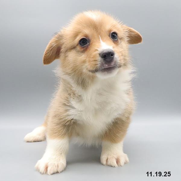 [#25887-05] Brown / White M Pembroke Welsh Corgi Puppies For Sale
