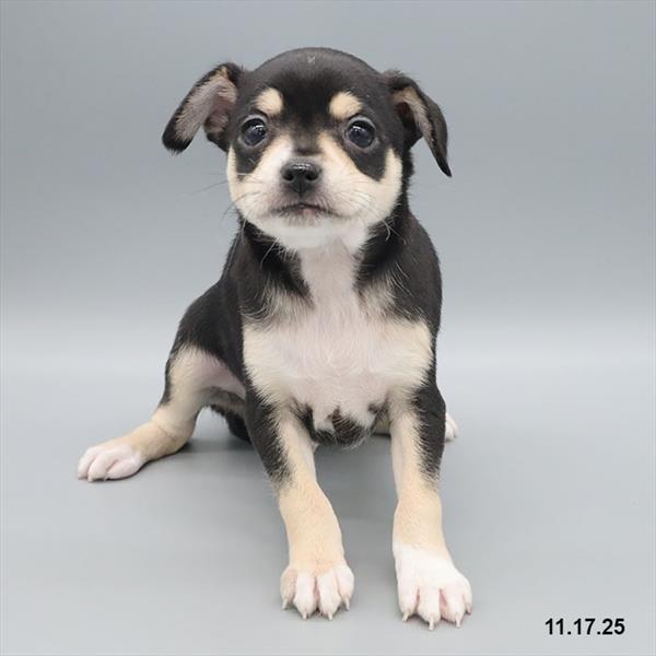 [#25916-03] Tri-Colored M Chihuahua Puppies For Sale