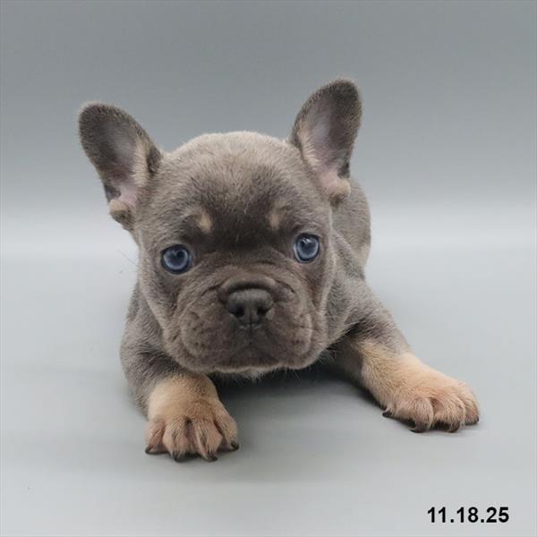 [#25917-03] Blue / Tan F French Bulldog Puppies For Sale