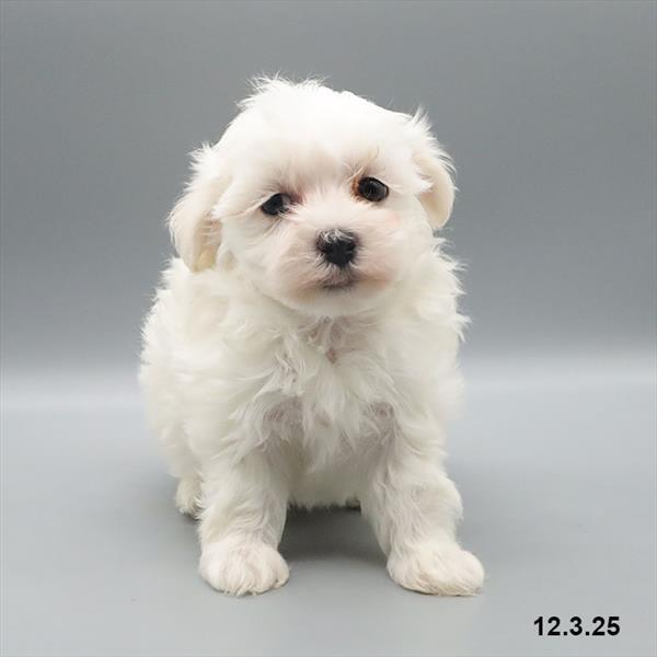 [#25925-05] White F Maltese Puppies For Sale