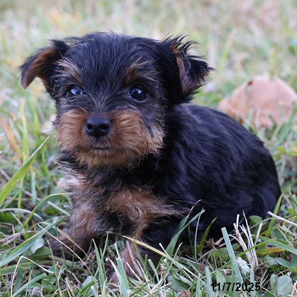 [#25930-02] Black / Tan M Yorkshire Terrier Puppies For Sale