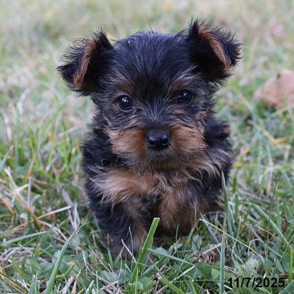 [#25930-04] Black / Tan F Yorkshire Terrier Puppies For Sale