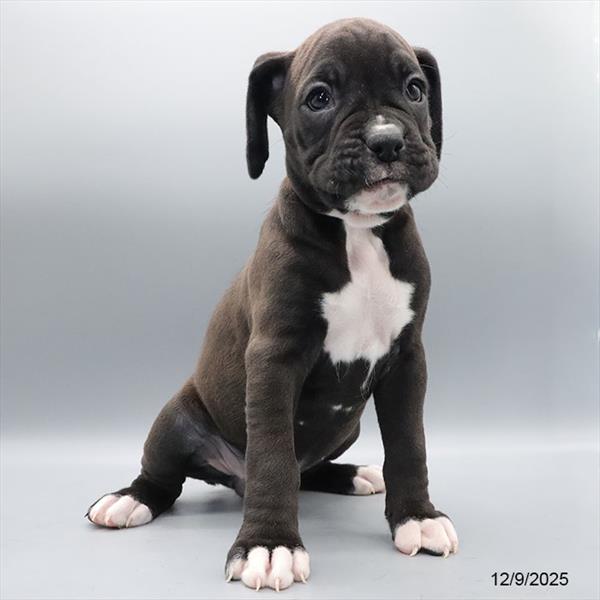 [#25941-10] Black / White F Boxer Puppies For Sale