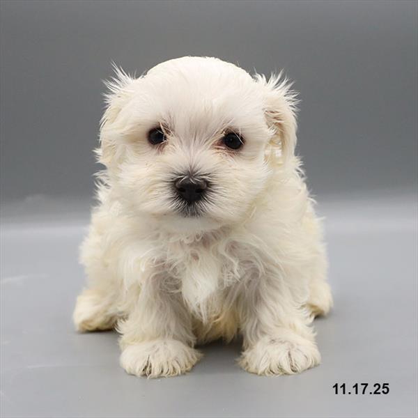 [#25951-04] White F Maltese Puppies For Sale