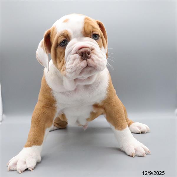 [#25952-02] Blue Fawn M Victorian Bulldog Puppies For Sale