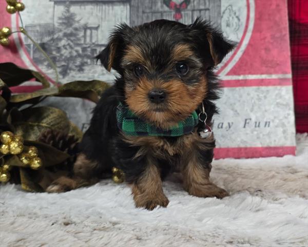 [#25980-03] Black / Tan M Yorkshire Terrier Puppies For Sale