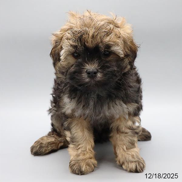 [#25998-02] Black M ShizaPoo Puppies For Sale