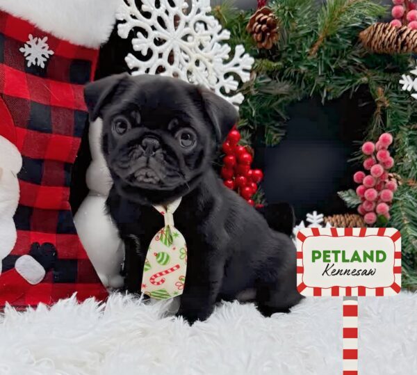 [#252811-02] Black M Pug Puppies For Sale