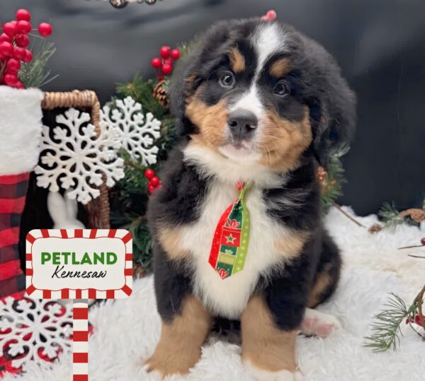 [#252832-01] Tri-Colored M Bernese Mountain Dog Puppies For Sale