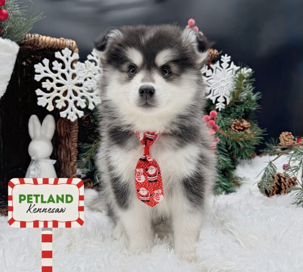[#25356-01] Black / White M Huskimo Puppies For Sale