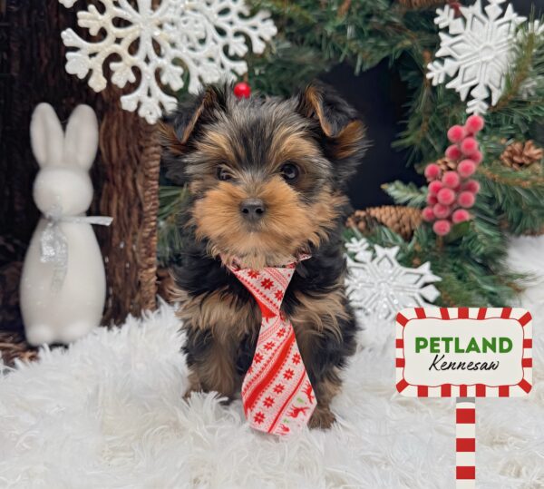 [#25980-03] Black / Tan M Yorkshire Terrier Puppies For Sale
